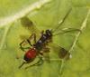 Cryptinae inconnu